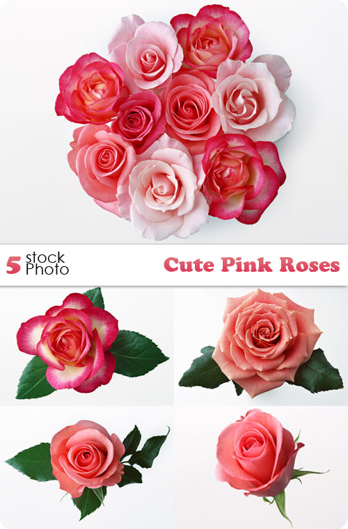 Photos - Cute Pink Roses Photos - Cute Pink Roses