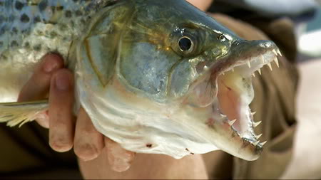 National Geographic Hooked Lake Monsters 720p HDTV x264-DiVERGE
