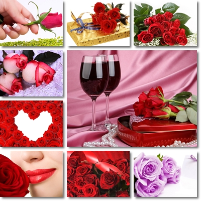 Beautiful Rose Flower Wallpaper
