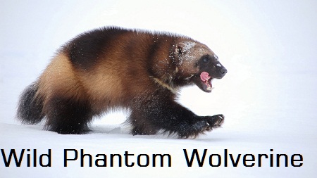 National Geographic Wild Phantom Wolverine PDTV XviD - KAFFEREP National Geographic Wild Phantom Wolverine PDTV XviD - KAFFEREP