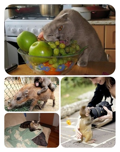Funny Animals - Photo Collection 11